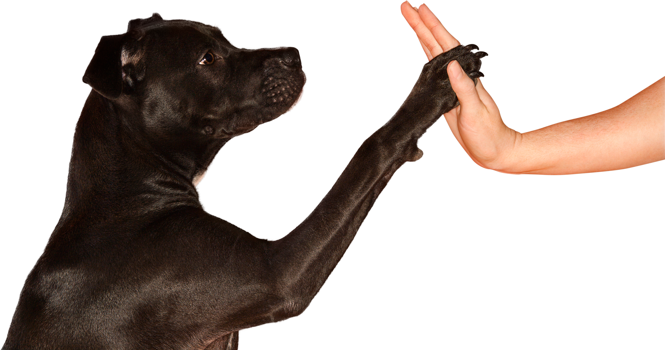 Dog Giving Woman High Five